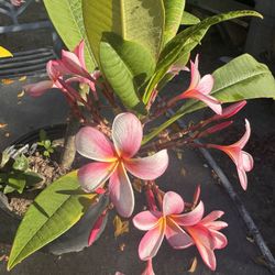 Plumeria plant in a pot with 3 branches flowering.