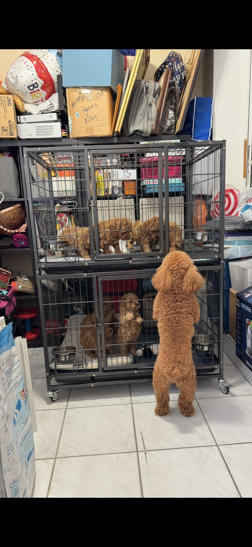 Jaula Para Goldendoodle Mini