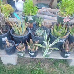 Different Plants For Sale...