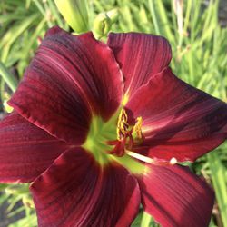 Day Lilly Plants (red)