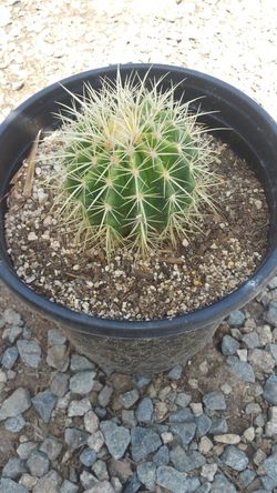 Barril cactus