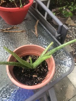 Aloe Véra