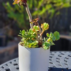 Healthy Succulent Potted Plant