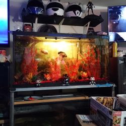 Fish Tank 100 Gal