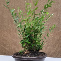 Old Fruiting Olive Bonsai Tree
