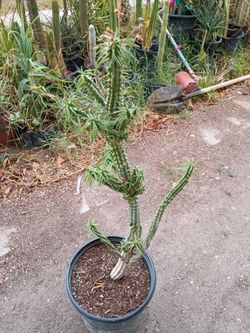 Euphoria plant