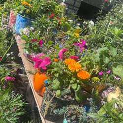 Plants For Sale