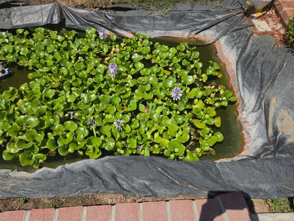 FREE POND PLANTS