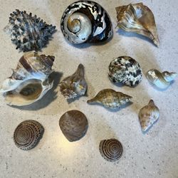 Shell Collection