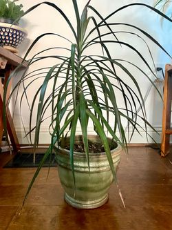 Healthy house plant