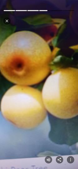 Assorted fruit trees