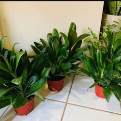 ♥️Gorgeous Green Ti Plant is a natural stress reliever🙏PLS READ DESCRIPTION