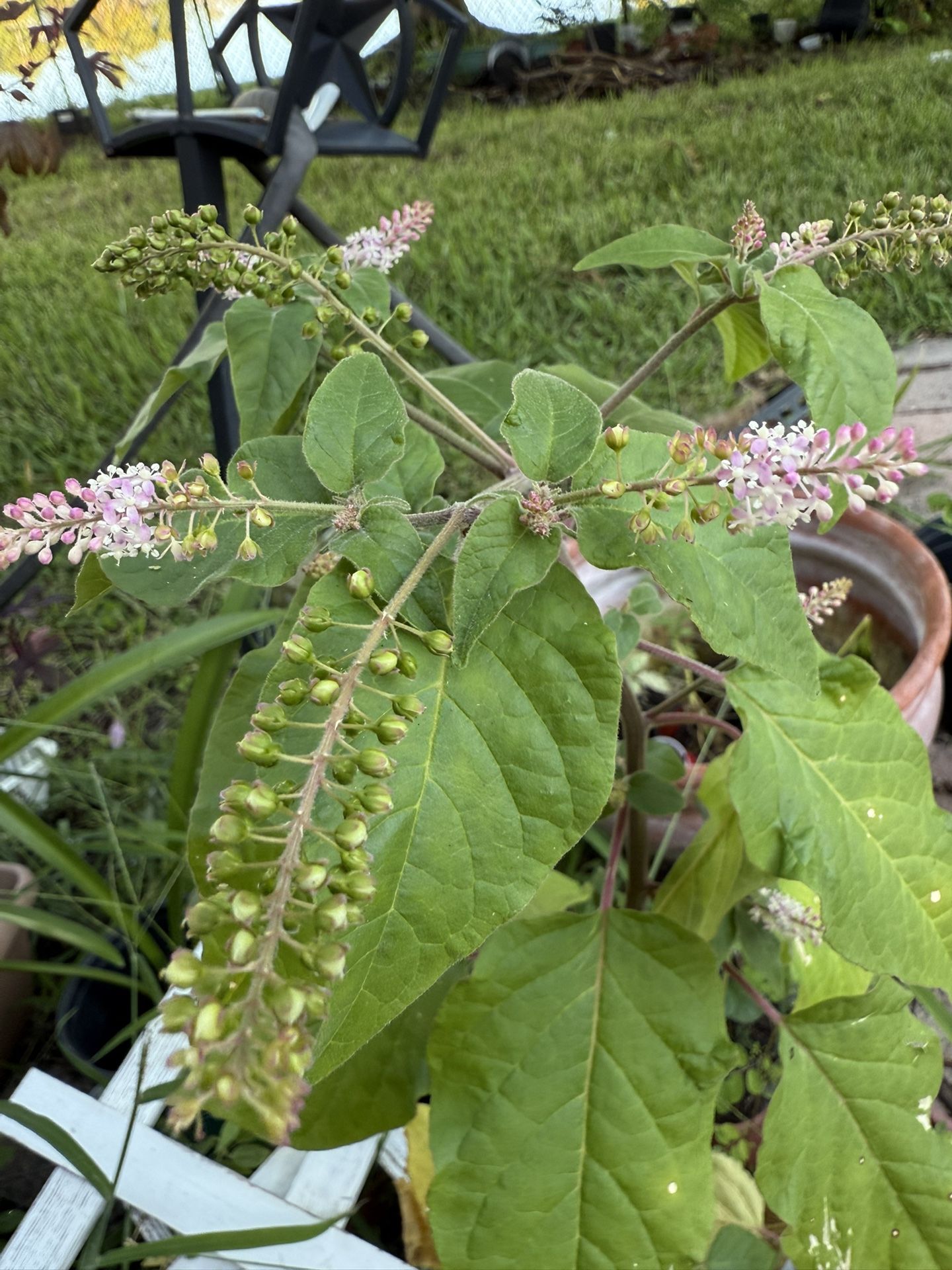 Pigeonberry Plant - Attracts Birds