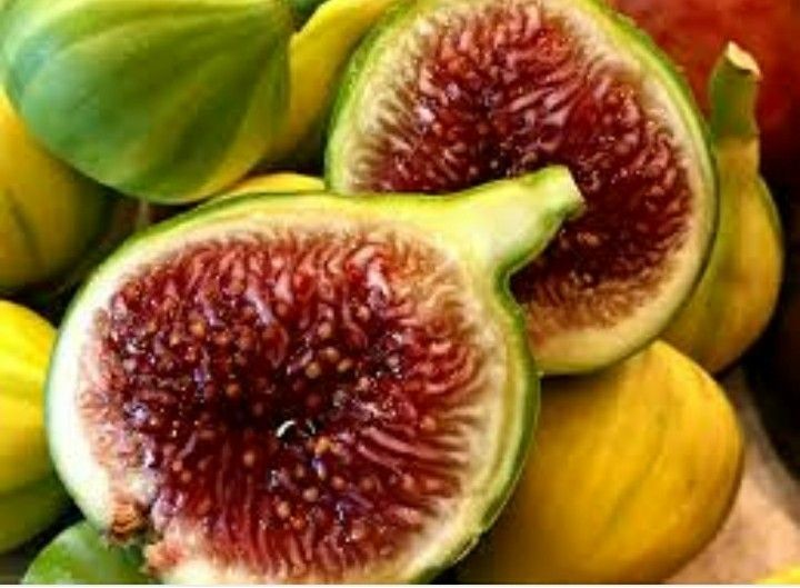 Panache Tiger Fig Tree big pot rare fruit plant for garden shade