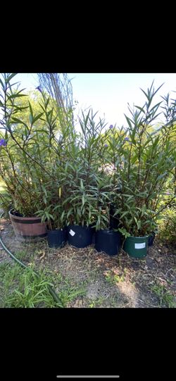 Plants Ruellia
