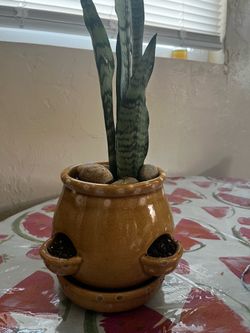 Garden snake plant