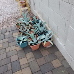 Blue Agave Potted Plants