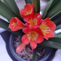 Fire Lily With Planter