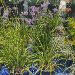 Society Garlic 1 Gallon