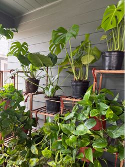 Huge of Houseplants/Indoor Plant Collections
