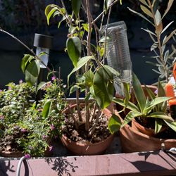 Three Plants In Clay Pots