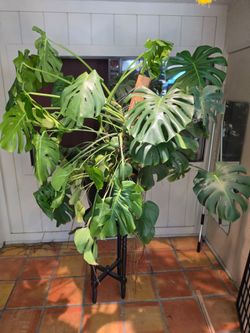 Monstera Deliciosa