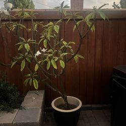 Beautiful Large Potted Plumeria