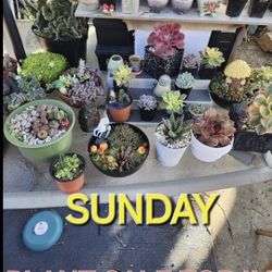 PLANT SALE. SUNDAY.  SAN LORENZO  STARTS AT 1PM