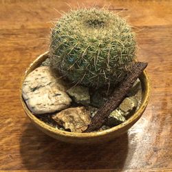 Rustic Cactus Arrangement in Ceramic Pot