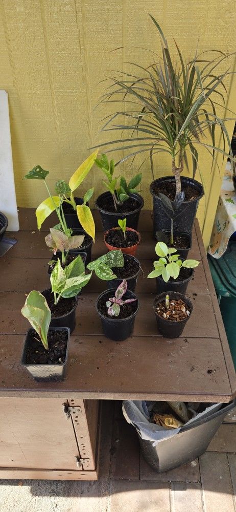 Variety of Plants
