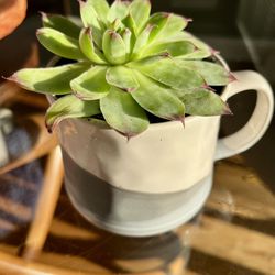 Succulent In Ceramic Cup