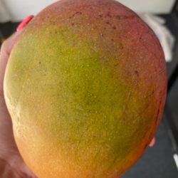 Large Mangoes