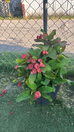 Planta corona de Cristo