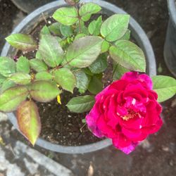 Rosal