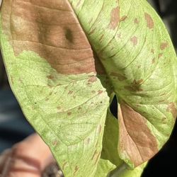 Syngonium  Confetti  Milk