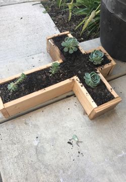 Succulent with Wood planter