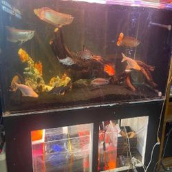 so seek Large Full-Size Fish Tank – A Gorgeous Focal Point for Your Room