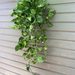 8” golden pothos 5ft long