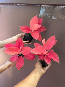 4” aglaonema eastern red