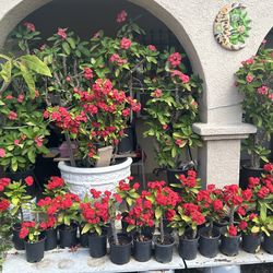 Corona De Cristo Plantas / Euphorbia Milli Plants