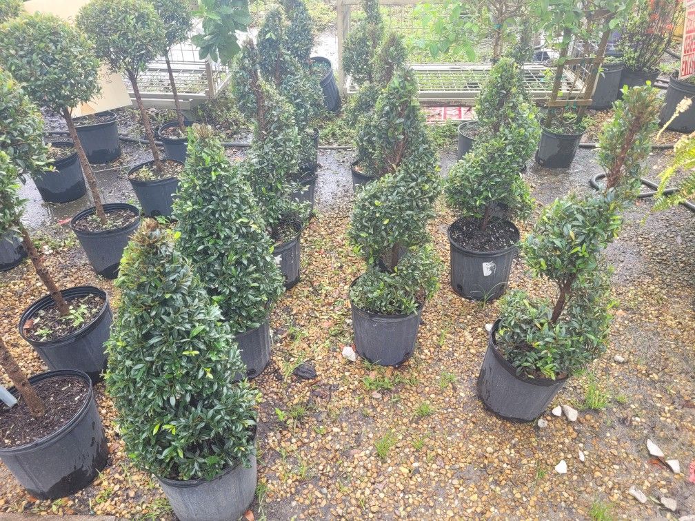 TOPIARIES 7GALLONS