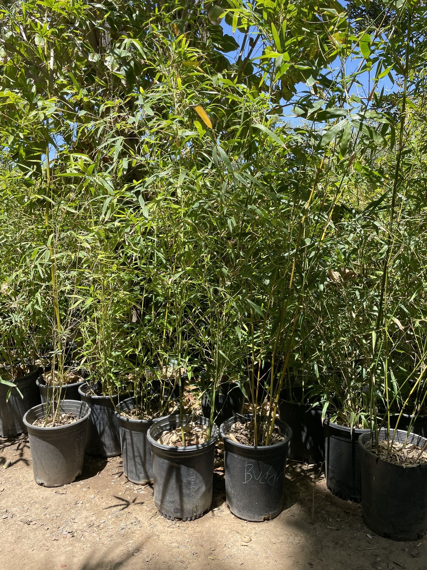 Bamboo Plants- 5 Gallon Size- Multiple Varieties Available