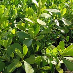 Beautiful Clusia Privacy Hedge Plants 7gl $13🏡🌿