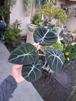 Alocasia NINJA 🥷 Plant $25