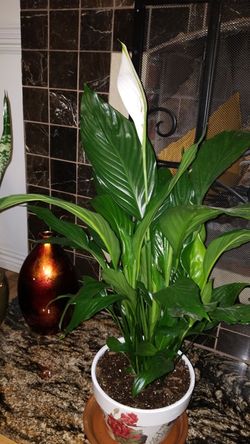 White Premium Sympathy Peace Lily - Indoor Plants