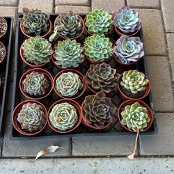 Live Succulents And Cactus