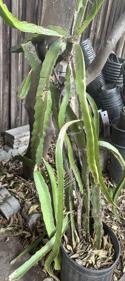 Large Dragon Fruit Cactus Plant in 5 Gallon Pot – Healthy & Established