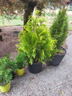 Evergreen SHRUBS 4 Fall Planting!