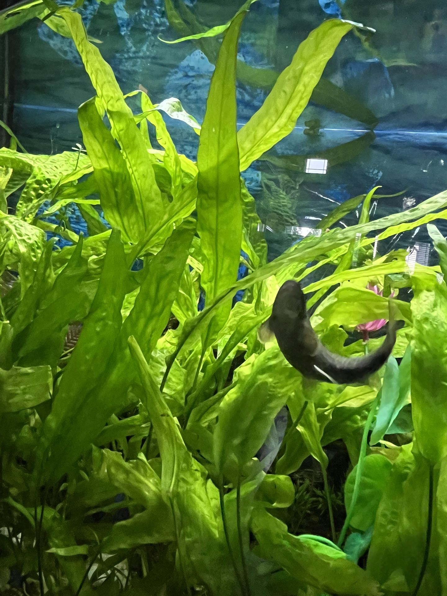 Aquarium Java Fern Plants
