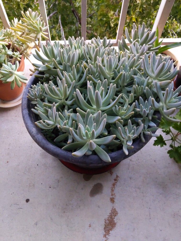 Jerusalem Stars, Succulent Plant